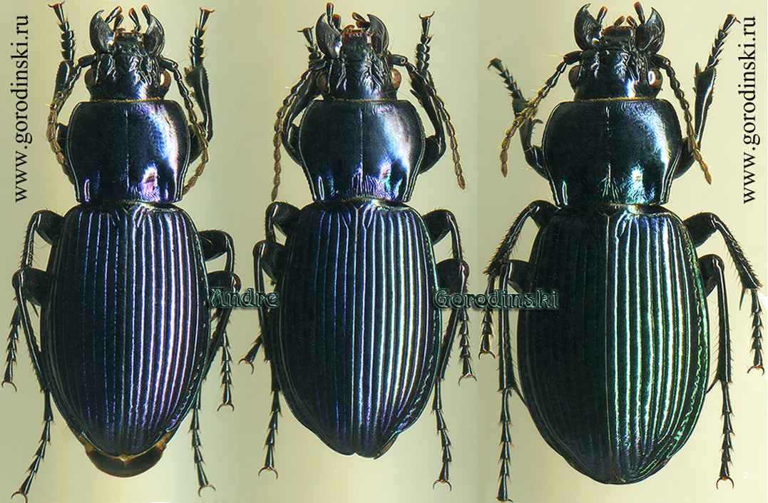 http://www.gorodinski.ru/carabidae/Trigonognatha echarouxi.jpg